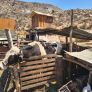 GOBIERNO DE TECATE FORTALECE COORDINACIÓN CON LA FGR PARA RESCATAR 86 ANIMALES DE GRANJA