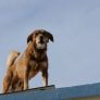 ALERTAN SOBRE LOS PELIGROS DE MANTENER ANIMALES EN AZOTEAS