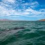 EN EL DÍA INTERNACIONAL DEL TIBURÓN BALLENA, SECRETARÍA DE TURISMO REAFIRMA SU COMPROMISO CON LA CONSERVACIÓN DE LA ESPECIE