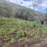 TRAS DENUNCIA CIUDADANA, ASEGURAN MÁS DE 16 MIL PLANTAS DE MARIHUANA
