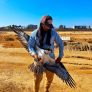 RESCATAN A ÁGUILA PESCADORA HERIDA EN ESTERO BEACH